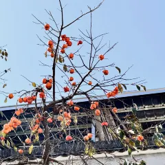 灵山酒酿 User Photo