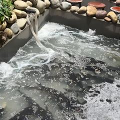 麻小度青花椒鱼(京山店) User Photo