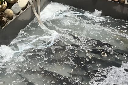 麻小度青花椒鱼(京山店)