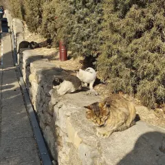 XINJIN TAO 여행 사진