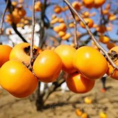 一尺稻田咖啡 User Photo