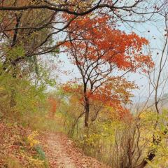 WEIDAOJIA MAMACAI User Photo