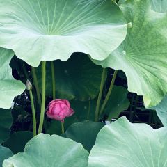 燕子湖农荘 User Photo
