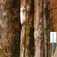 小竹林 User Photo