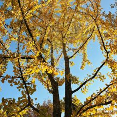 Zhengweizhaiguobacai(Xi Bei Jiao Dian ) User Photo