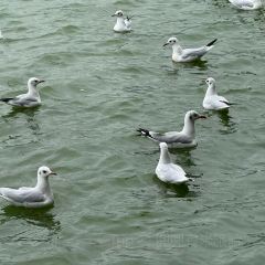 AI SHANG JUN User Photo