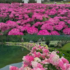 Naxi fire pond 여행 사진