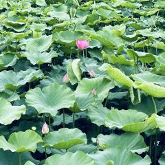 燕子湖农荘 User Photo