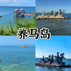 海島日記（養馬島店）張用戶圖片