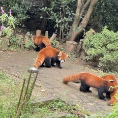 YING ZI YOU ZHA User Photo