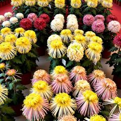 邢家锅贴老店·非遗·开封菜(金明广场店) User Photo