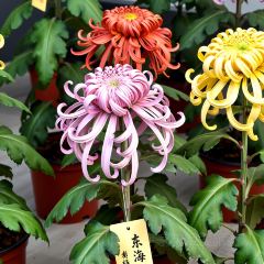 邢家锅贴老店·非遗·开封菜(金明广场店) User Photo