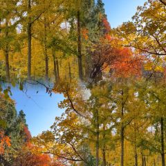 WEIDAOJIA MAMACAI User Photo