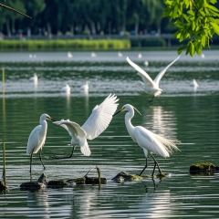 官塘弟少坚牛肉火锅 User Photo