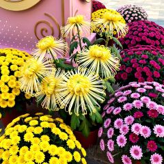 邢家锅贴老店·非遗·开封菜(金明广场店) User Photo