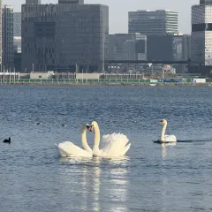 AWU YELLOW RIVER COMMON CARP User Photo