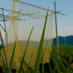 一尺稻田咖啡 User Photo