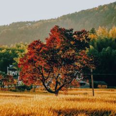 秀嫂挞粿 User Photo