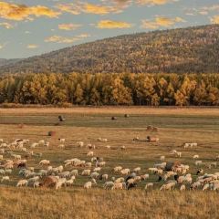 中街吊炉饼鸡蛋糕小吃部 User Photo