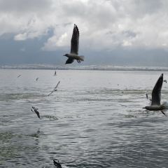 大理安汋海景酒店·餐厅 User Photo