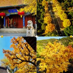 杨记灌肠(食品街店) User Photo