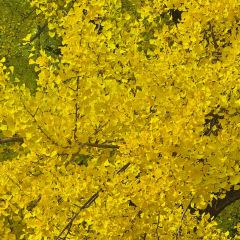 秦记火烧 User Photo