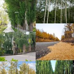 SHAN QING SHUI XIU LU SE CAN TING User Photo