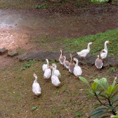 飛天水寨休閑農莊張用戶圖片