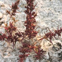 运城果果假日酒店·餐厅 User Photo