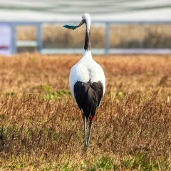 竹林大饭店 User Photo