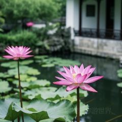 潘玉麟糖粥張用戶圖片