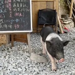 猪圈咖啡屋 User Photo