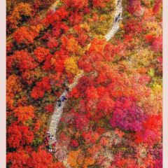 WEIDAOJIA MAMACAI User Photo