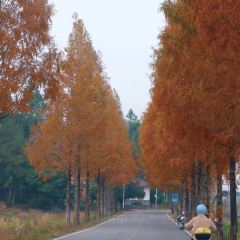 小竹林 User Photo