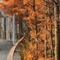 胡記包子張用戶圖片