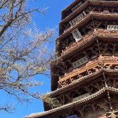 XINJIN TAO User Photo