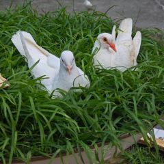鞠婆婆·绵绵冰·凉糕·手工冰粉(嘉兴路店) User Photo