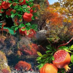 WEIDAOJIA MAMACAI User Photo