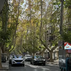AWU YELLOW RIVER COMMON CARP User Photo