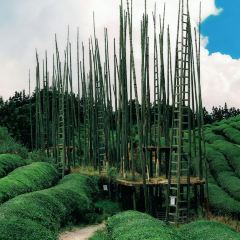 樊老头樊氏牛骨粉(婺源书乡路店) User Photo