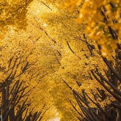 SAN QIAN LI KAO ROU User Photo