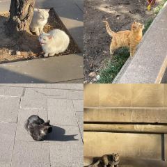 XINJIN TAO User Photo