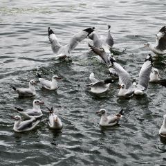 大理安汋海景酒店·餐厅 User Photo