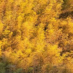 诸暨正宗次坞打面(人民西路店) User Photo