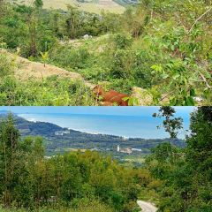 dan jia yu pai User Photo