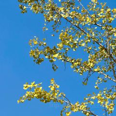 一尺稻田咖啡 여행 사진