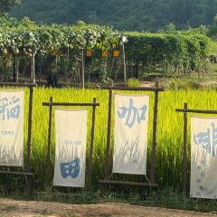 一尺稻田咖啡 User Photo