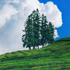 樊老头樊氏牛骨粉(婺源书乡路店) User Photo