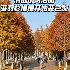 BAI YU DING DONG GUA ZHONG User Photo