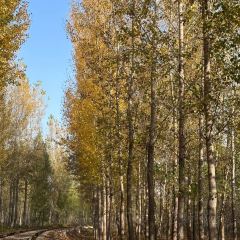 PIAN AI RESTAURANT User Photo